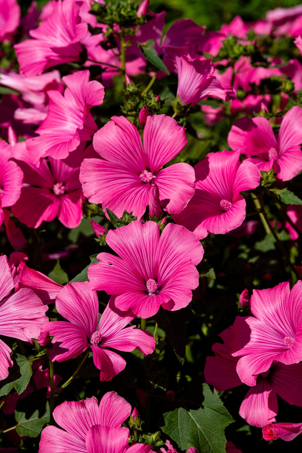 Lavatera Pink Reflection satin pink trumpet flowers with deeper veins
