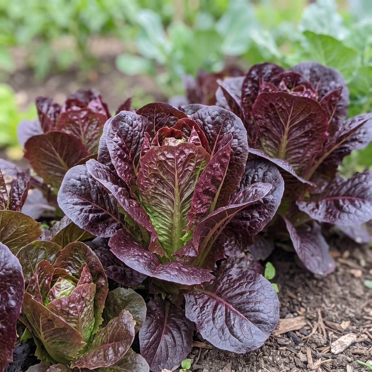 Lettuce Amaze compact cos lettuce with dense sweet hearts