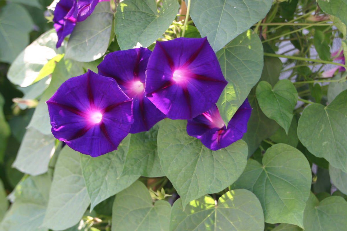 Morning glory Ipomoea Star of Yelta deep violet flowers with a crimson star and white throat