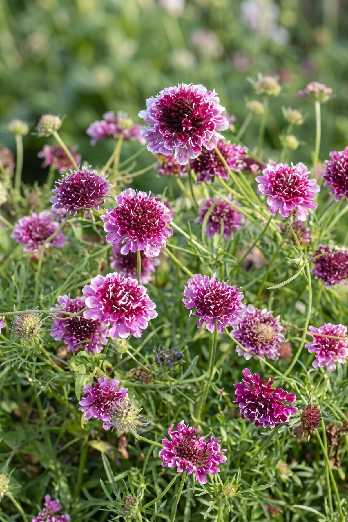 Scabiosa Beaujolais Bonnets deep claret pincushion flowers flecked with pale stamens