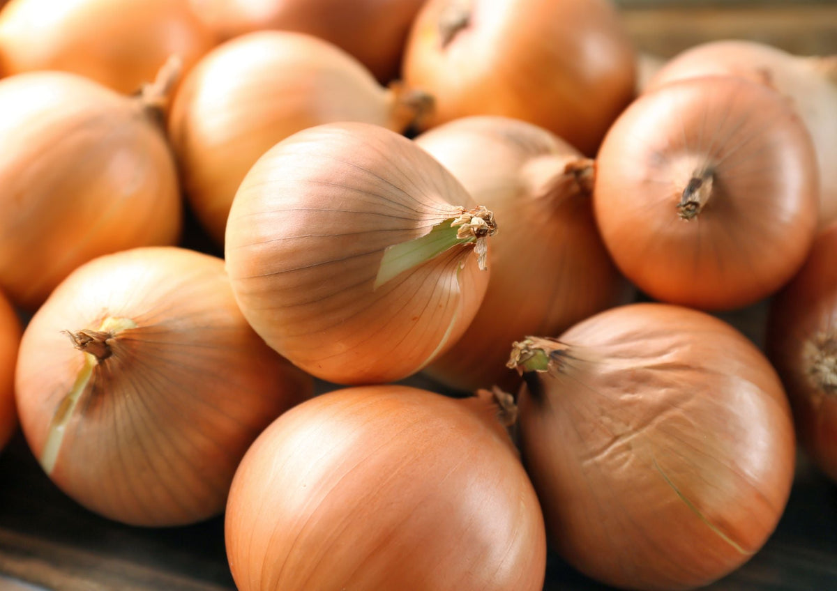 Onion Ailsa Craig -- Scottish heritage 1887 exhibition onion producing mild sweet globe-shaped bulbs with golden straw skin from 500g to 2kg show bench specimens