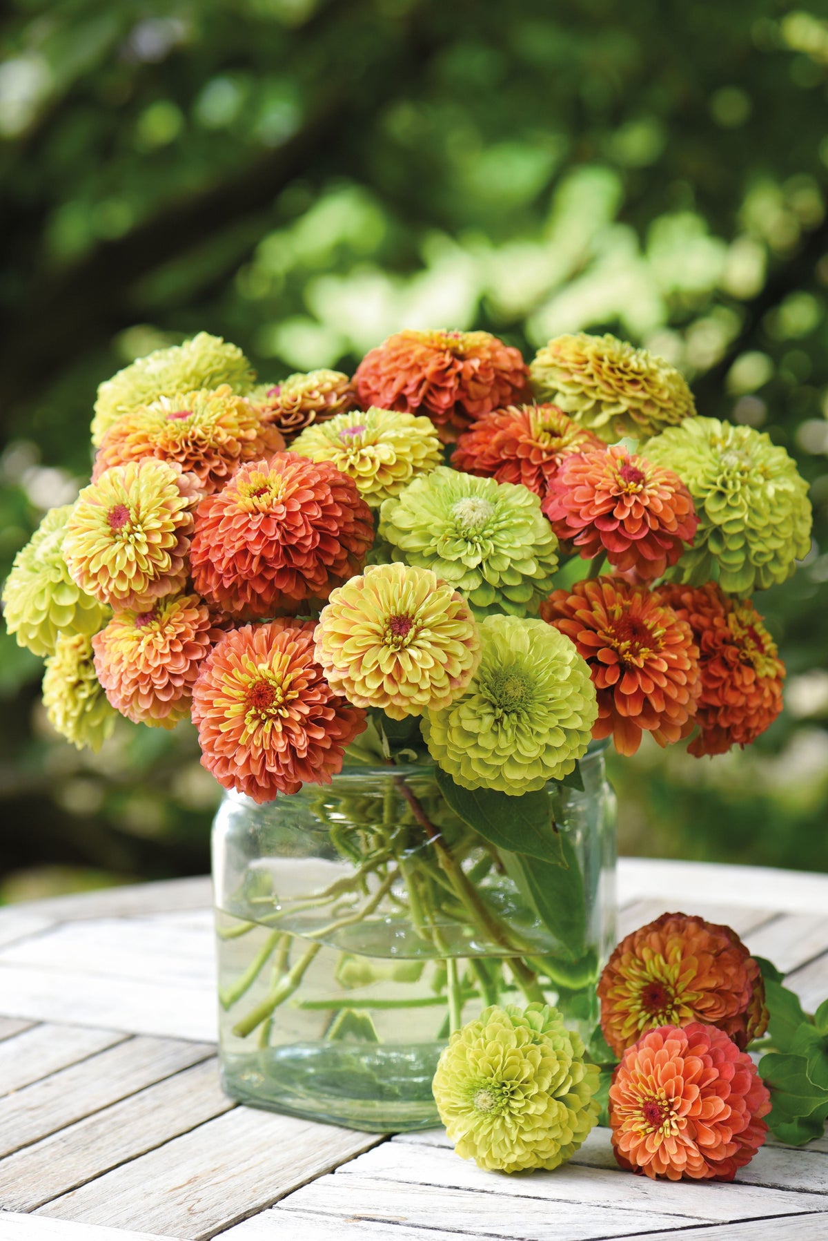 A selection of the new season's flower and vegetable seed packets from Bishy Barnabee's
