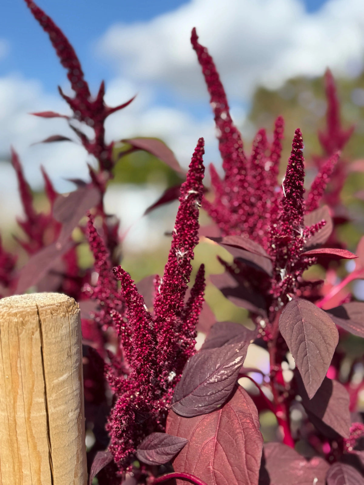 Amaranthus caudatus Love-Lies-Bleeding — long cascading crimson tassels hanging from a tall upright plant in a summer border