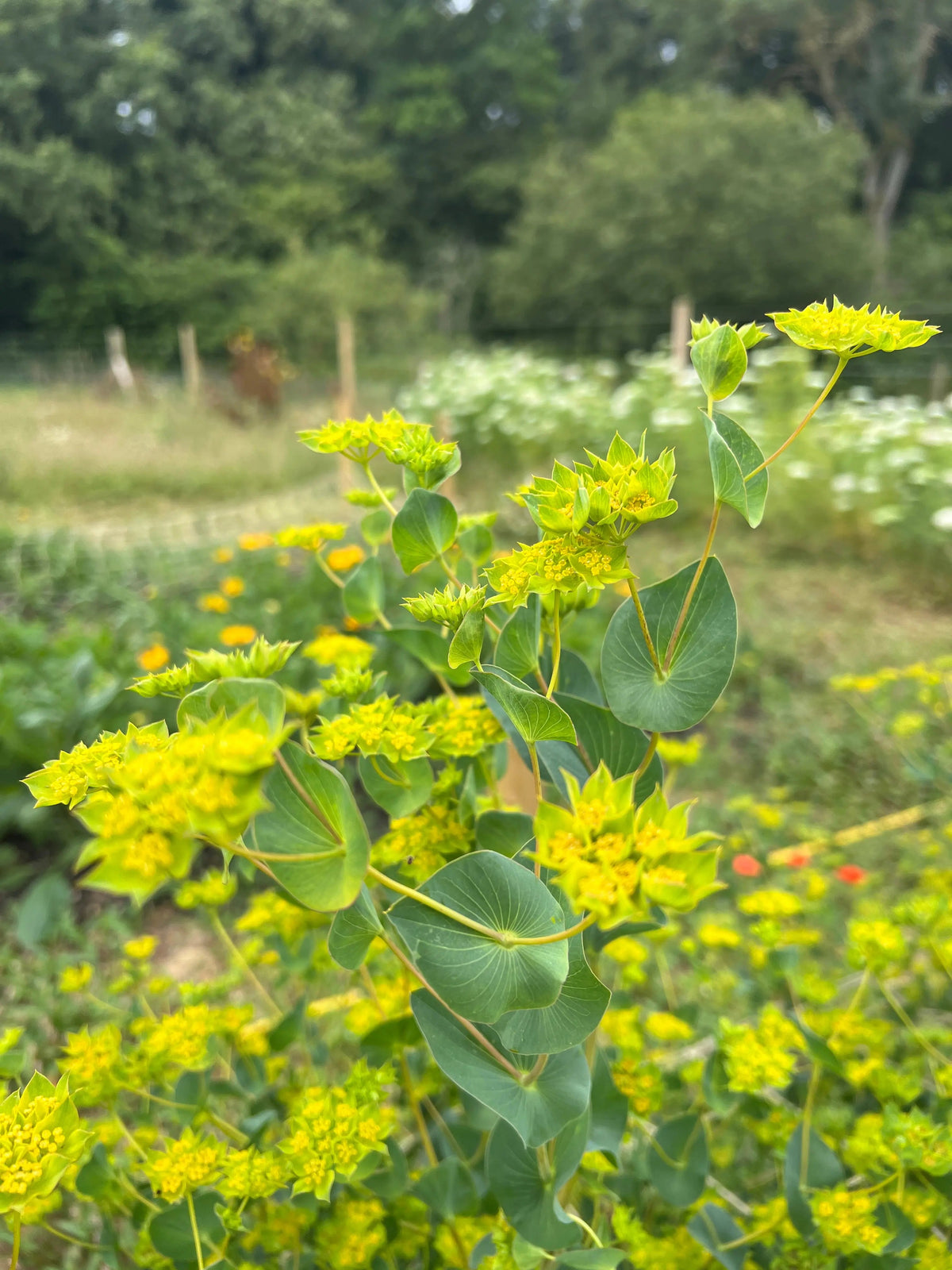 Bupleurum griffithii — branching stems with oval blue-green leaves and clusters of lime-chartreuse flowerhead bracts, the ultimate florist's filler green