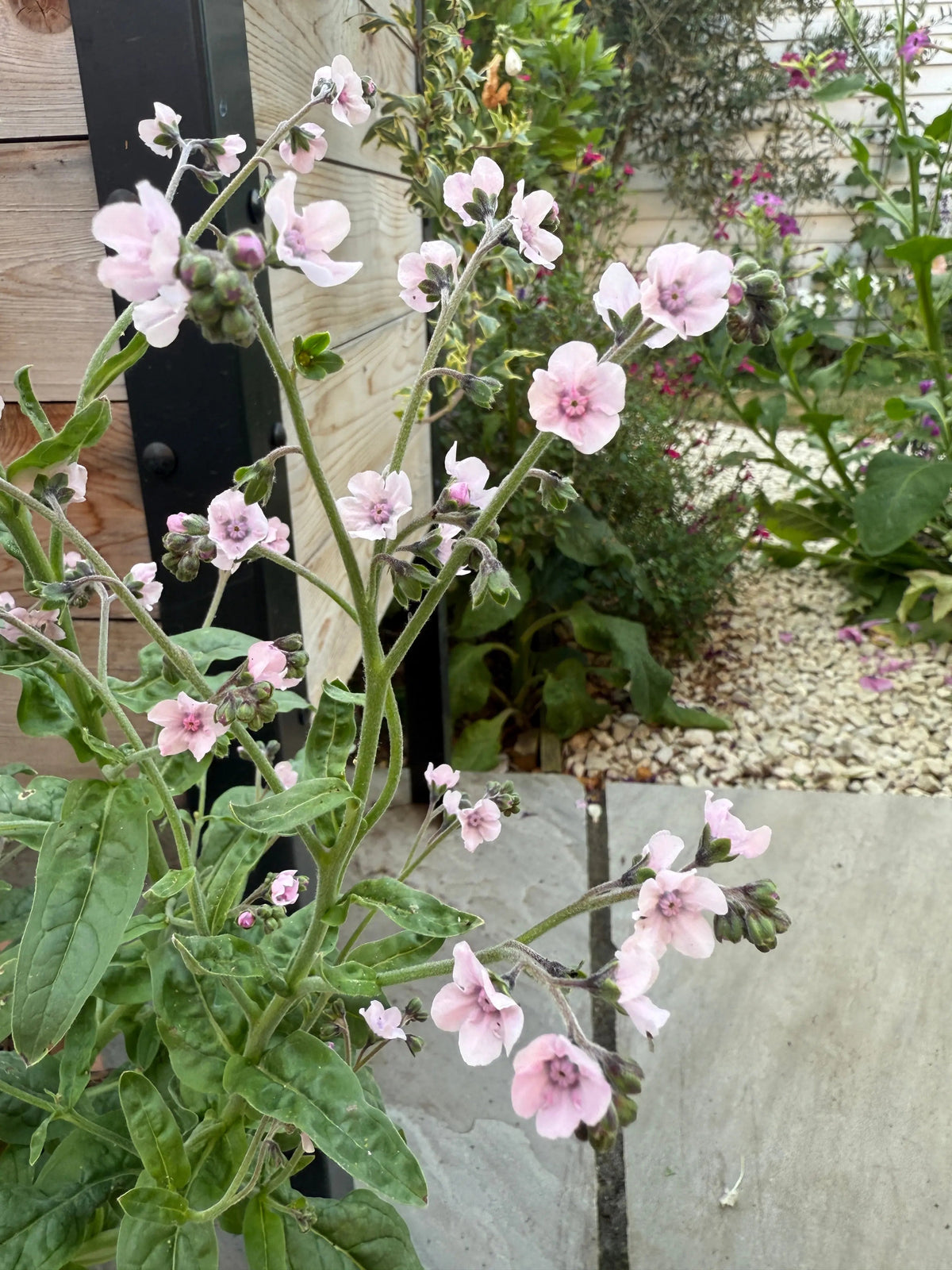 Cynoglossum Mystery Rose — branching sprays of dusty smoky pink flowers like faded velvet on tall stems to 70cm, a sophisticated Chinese forget-me-not for the cutting garden