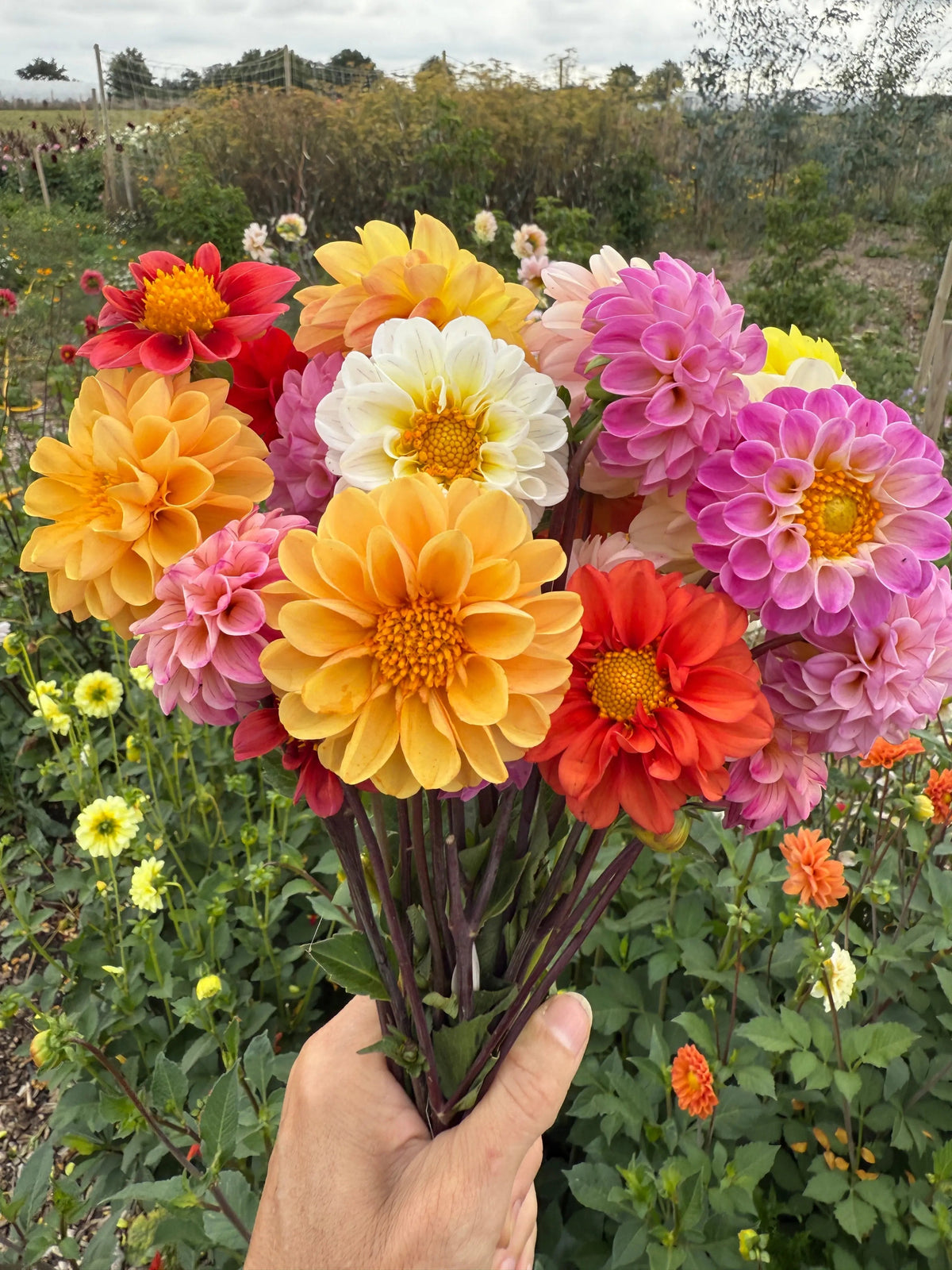 A hand holding a bunch of cut pompon dahlias in front of a dahlia bed in flower