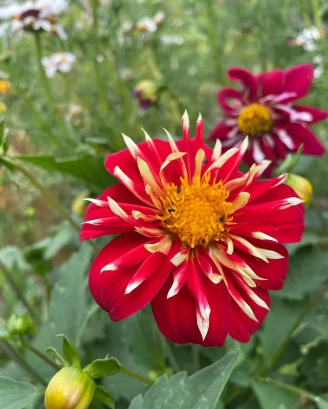 Dahlia Yankee Doodle Dandy Mix — collerette dahlias with distinctive inner collar of short petals in a contrasting colour surrounded by outer ring of longer petals in pink, white, yellow and mauve, compact bushy plants at the front of a summer border