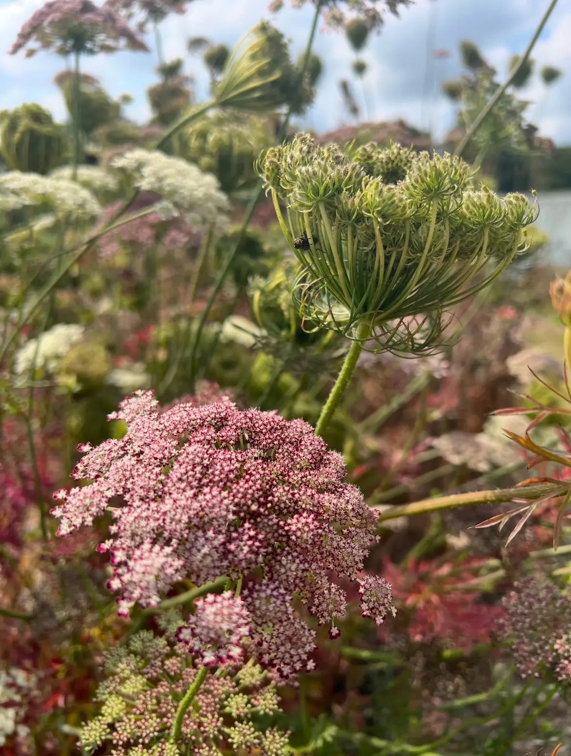 The Cottage Lace Trio: Ammi, Orlaya & Daucus 'Dara'
