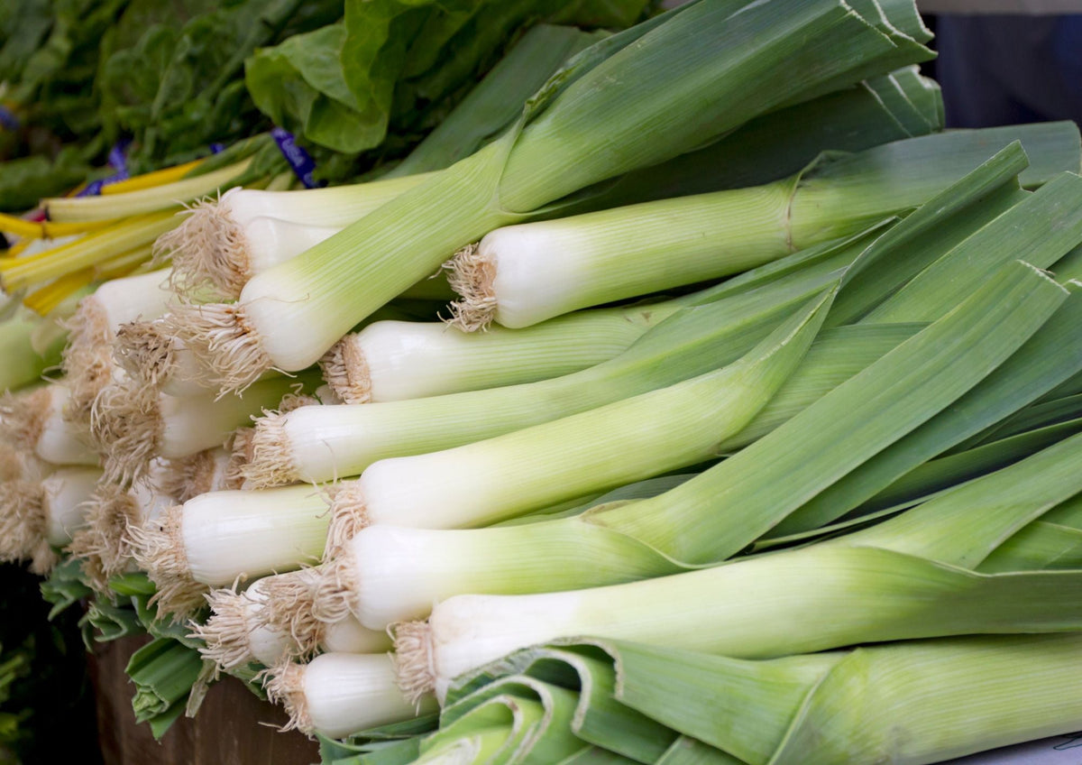 Leek Musselburgh -- very thick-stemmed Scottish heirloom leek standing through snow and frost from October to May, the star of Cock-a-Leekie soup