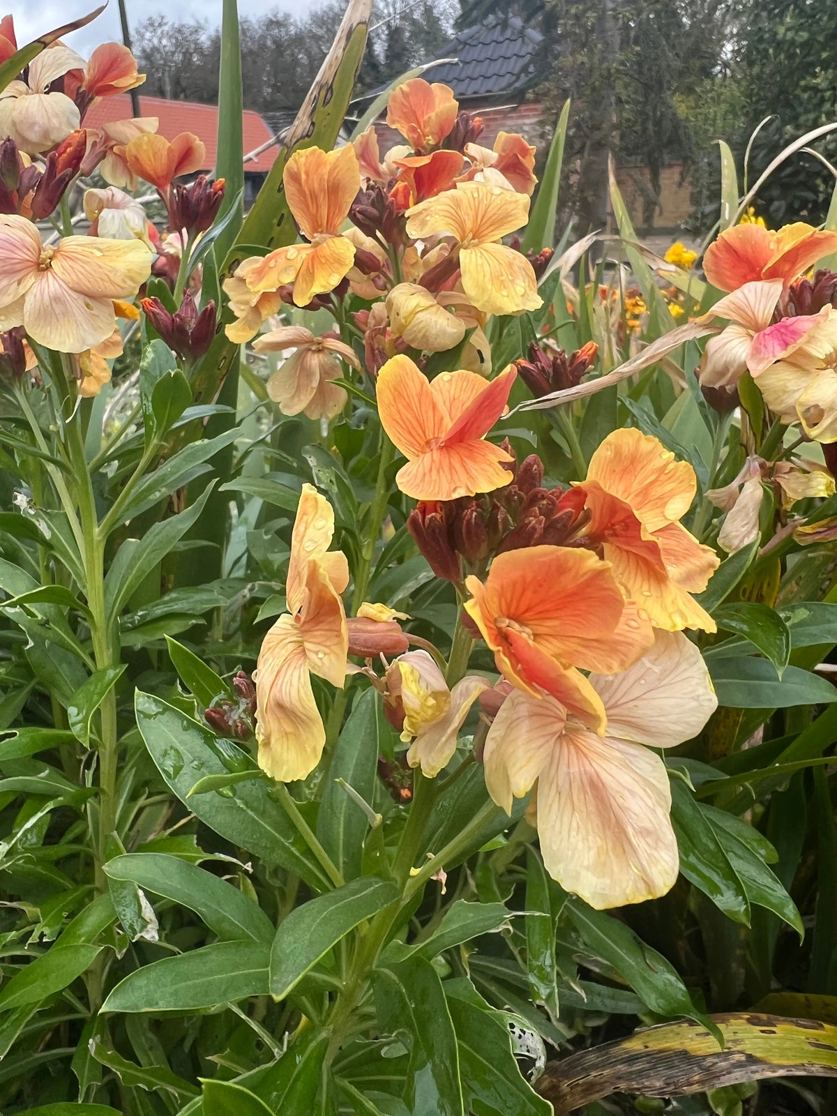 Erysimum cheiri Fair Lady wallflower biennial pastel mix lemon cream salmon dusky pink apricot lilac clove fragrance April May spring