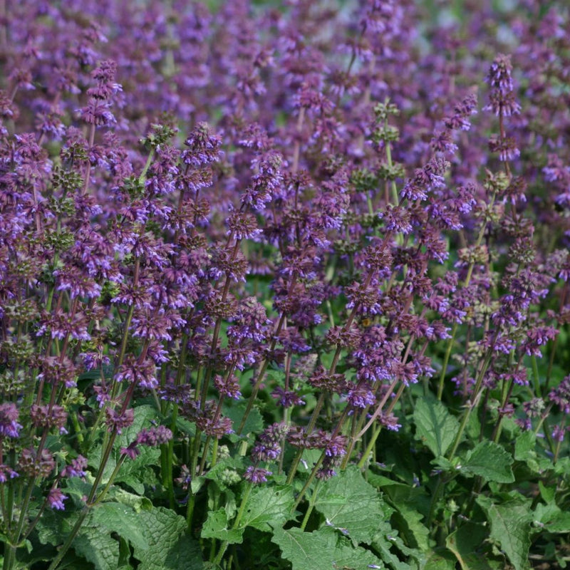 Salvia Purple Fairy Tale in flower