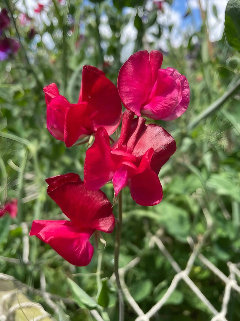Sweet Pea Winston Churchill in flower