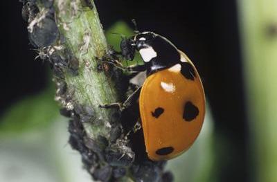 Ladybirds for Aphids from ladybirdplantcare.co.uk offer natural aphid control, as shown by a red and black-spotted ladybird crawling among aphids on a plant stem.