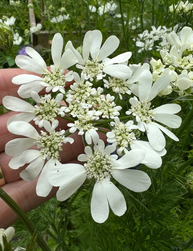 Annual Flower Seeds