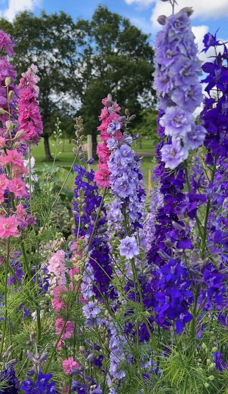 Larkspur Giant Imperial in mixed colours