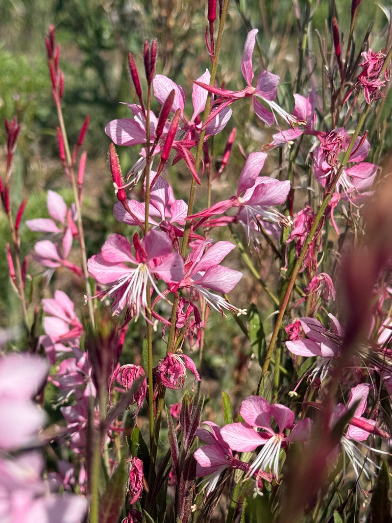 Gaura Pink Bouquet in flower