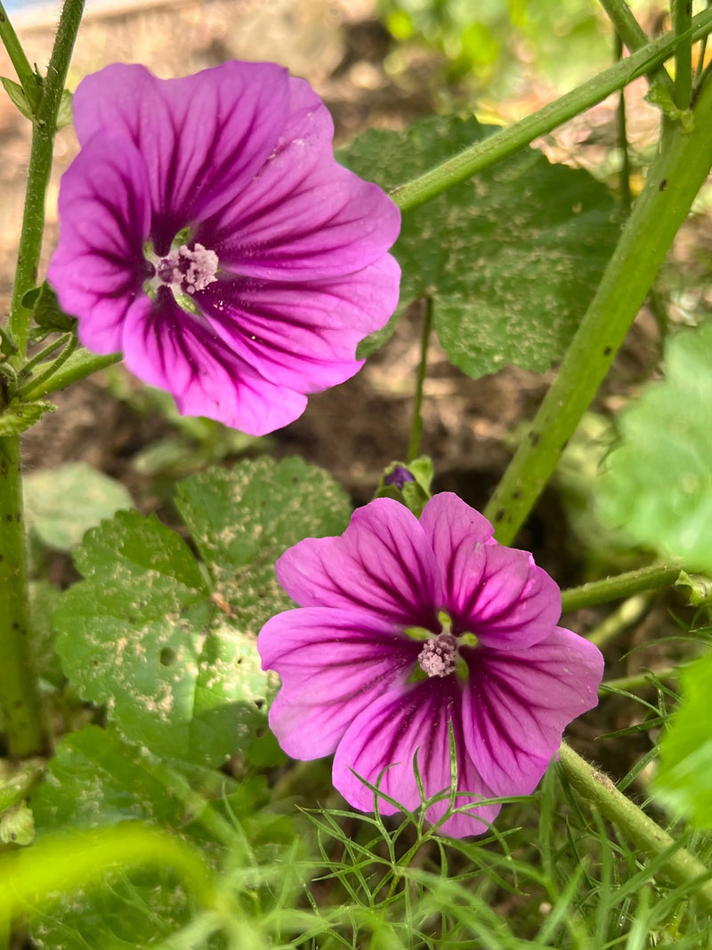 Malva Mystic Merlin in flower