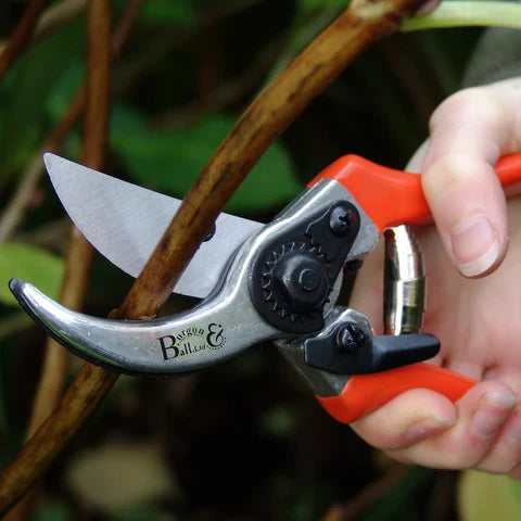 A pair of bypass secateurs
