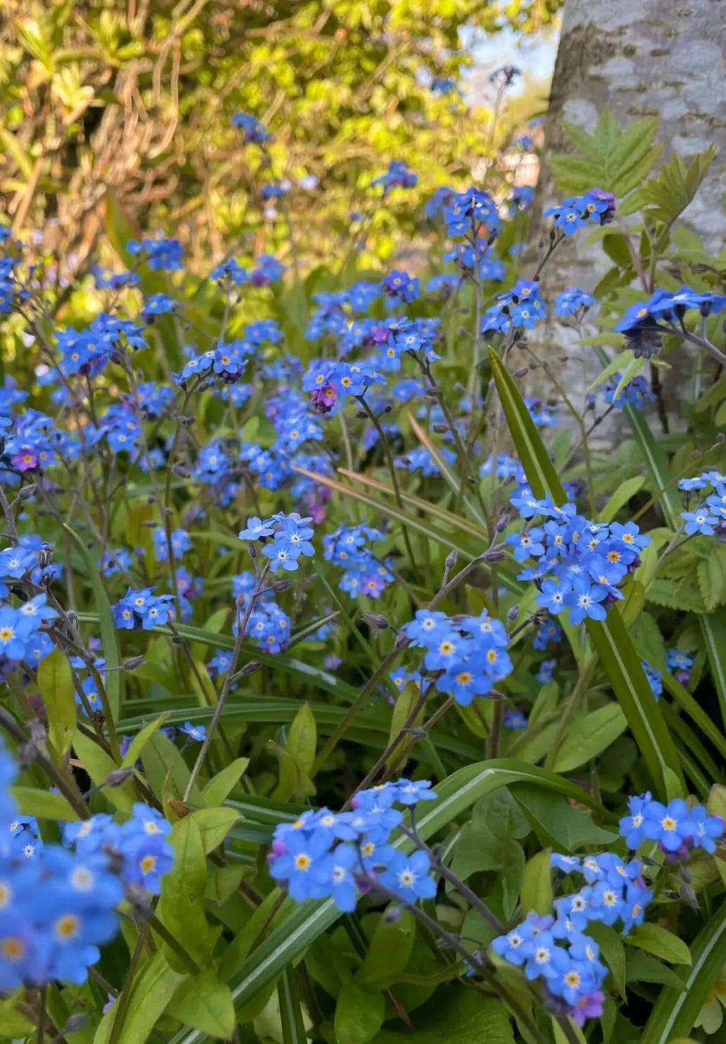 Biennials - Bishy Barnabees Cottage Garden