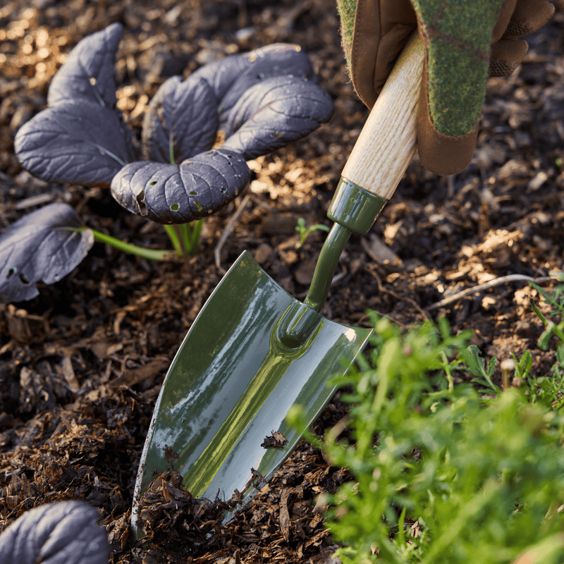 A stainless steel hand trowel