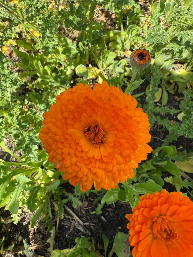 Bright orange Calendula Neon