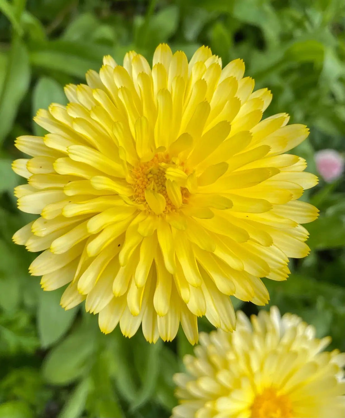 Companion Planting Seeds - Bishy Barnabees Cottage Garden Ltd