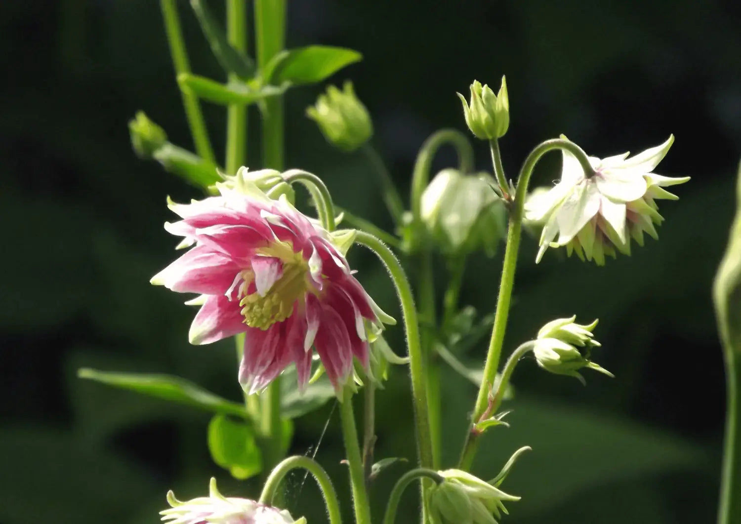 Heirloom Cottage Garden Flower Seeds - Cottage Garden Seed Mix for Bees