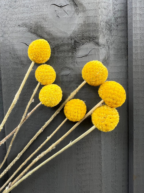 Dried flower bunches