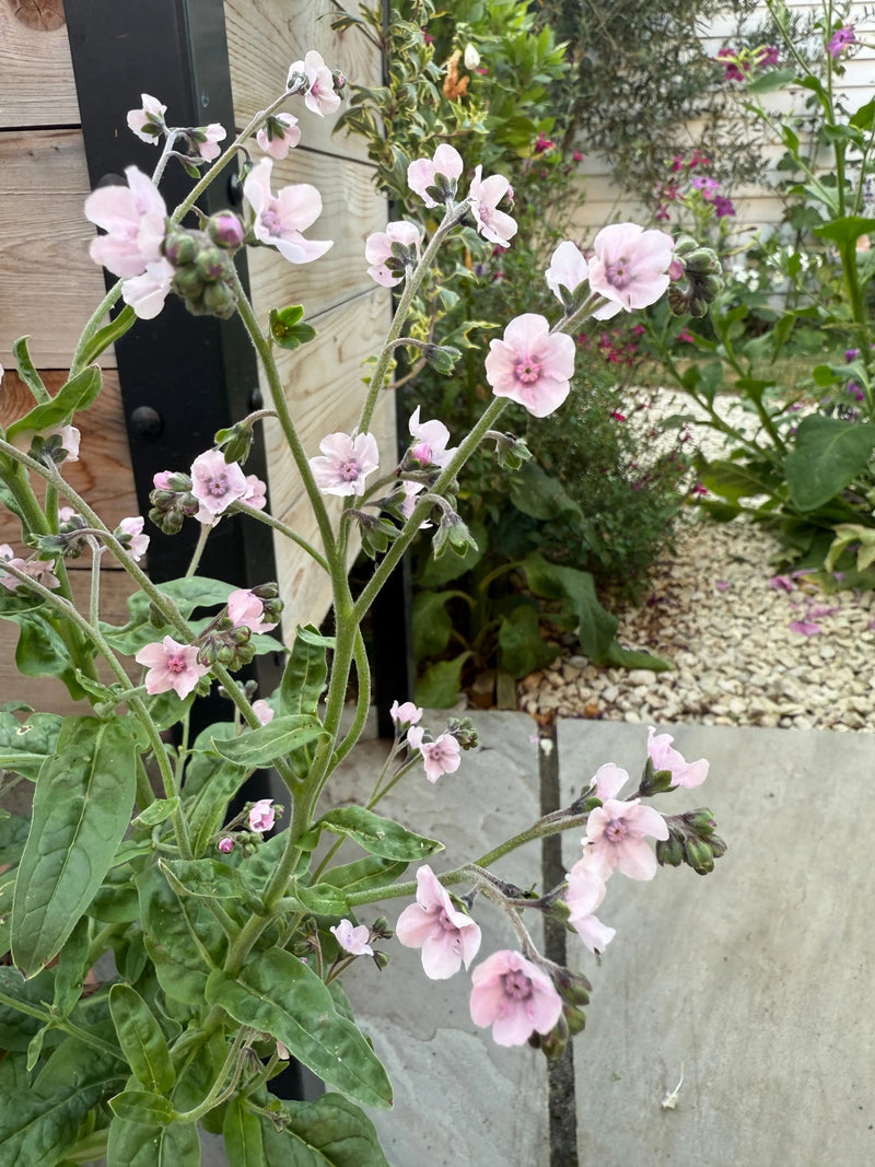 Cynoglossum Mystery Rose in flower