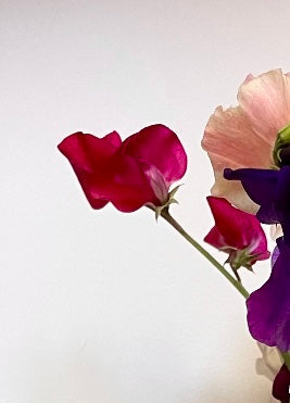 A close-up of vibrant pink and purple sweet pea flowers against a light background.