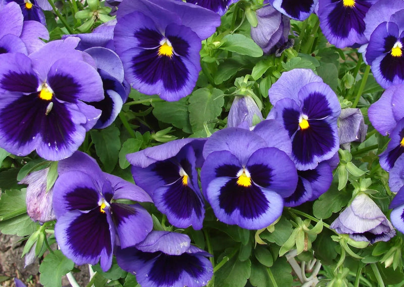 Deep blue Swiss Giant pansy