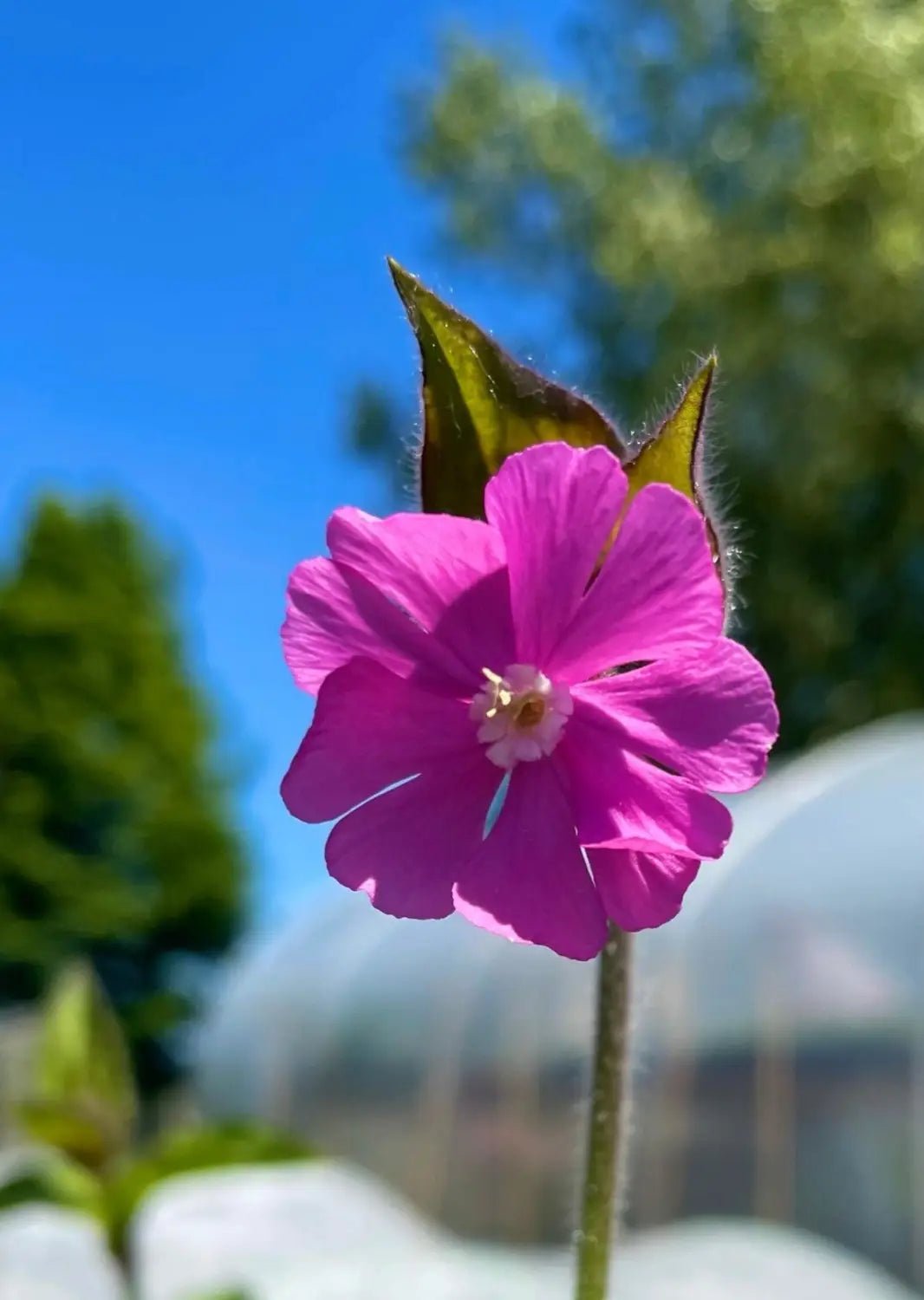Seeds to Sow in April - Bishy Barnabees Cottage Garden Ltd