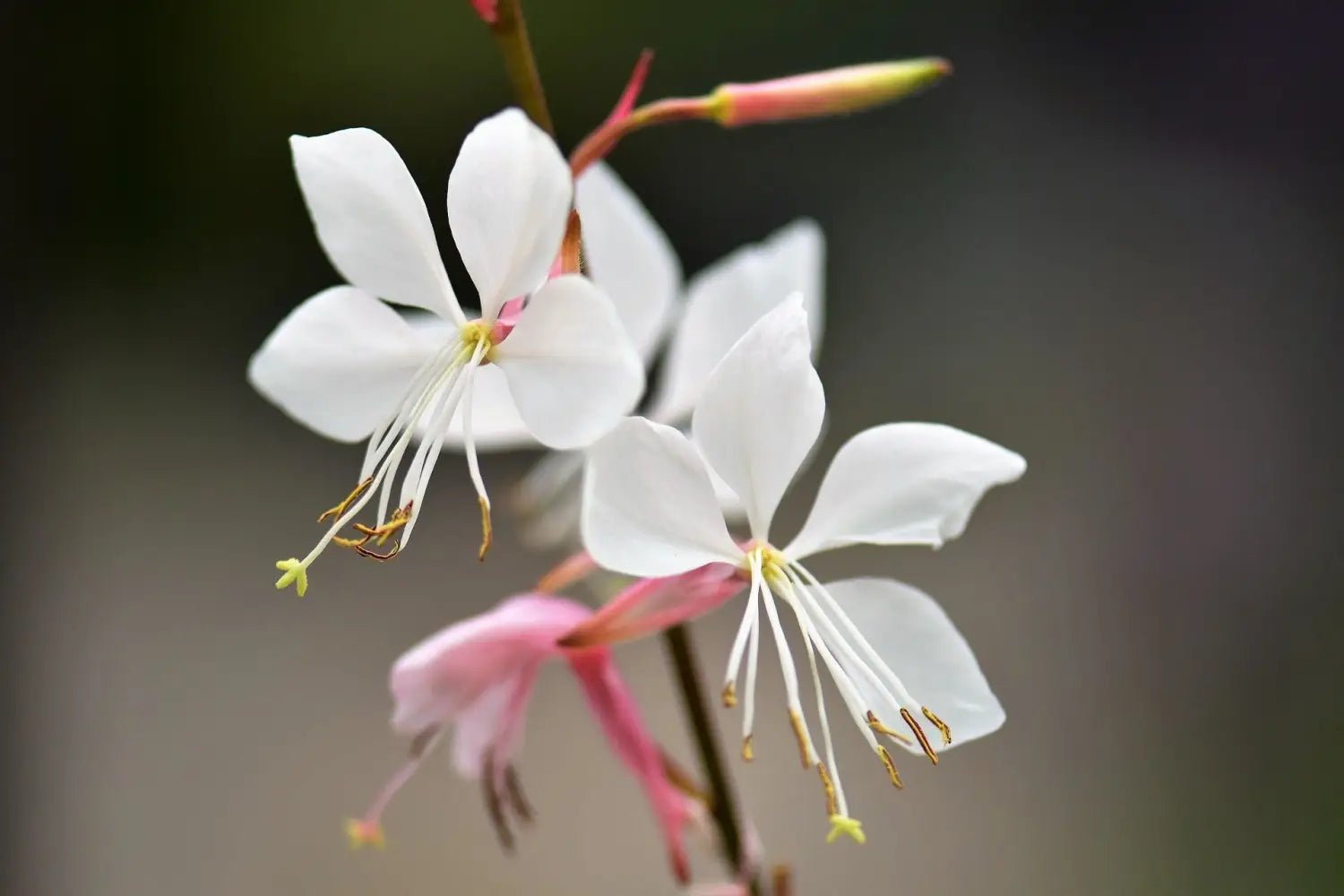 Seeds to Sow in December - Bishy Barnabees Cottage Garden Ltd