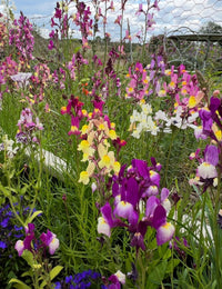 A vibrant garden bed features colorful blooms from Bishy Barnabees Cottage Garden's Linaria Fairy Bouquet Mix—mostly baby snapdragons in purple, yellow, pink, and white—amid green leaves, with a wire fence and trees in the background.