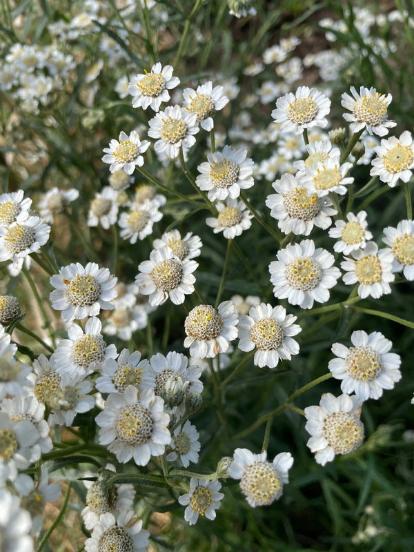 Close-up of Achillea Ballerina by Bishy Barnabees Cottage Garden Ltd—clusters of small white flowers with yellow centers and green stems glowing in sunlight. Densely packed blooms create a delicate, lively appearance, like nature's border-box effect.