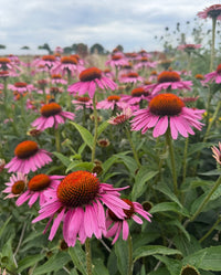A field of Echinacea Purple Coneflower by Bishy Barnabees Cottage Garden blooms with vibrant pink petals and orange centers amid green foliage under a cloudy sky, creating an ideal pollinator garden scene.