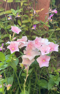 Phlox Blushing Bride by Bishy Barnabees Cottage Garden features delicate, light pink and white star-shaped blooms with yellow centers. These fragrant annual phlox add charm to any garden, set beautifully among lush green leaves and stems.