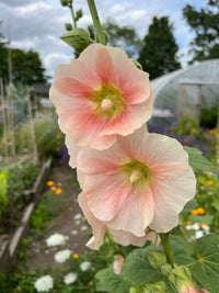 Two large, pale pink hollyhock flowers with yellow centers bloom on a tall stem among garden greenery—beautiful country blooms grown from Hollyhock Bishy Barnabee Mix seeds by Bishy Barnabees Cottage Garden.