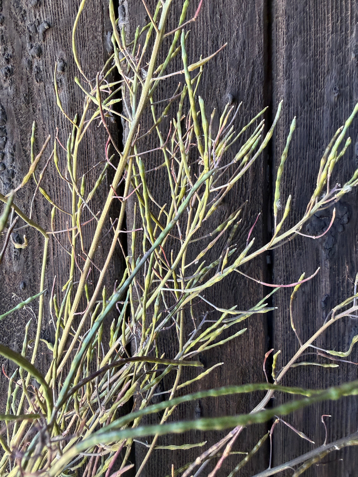Hesperis (Sweet Rocket) Dried | Norfolk Seed Head Bunch