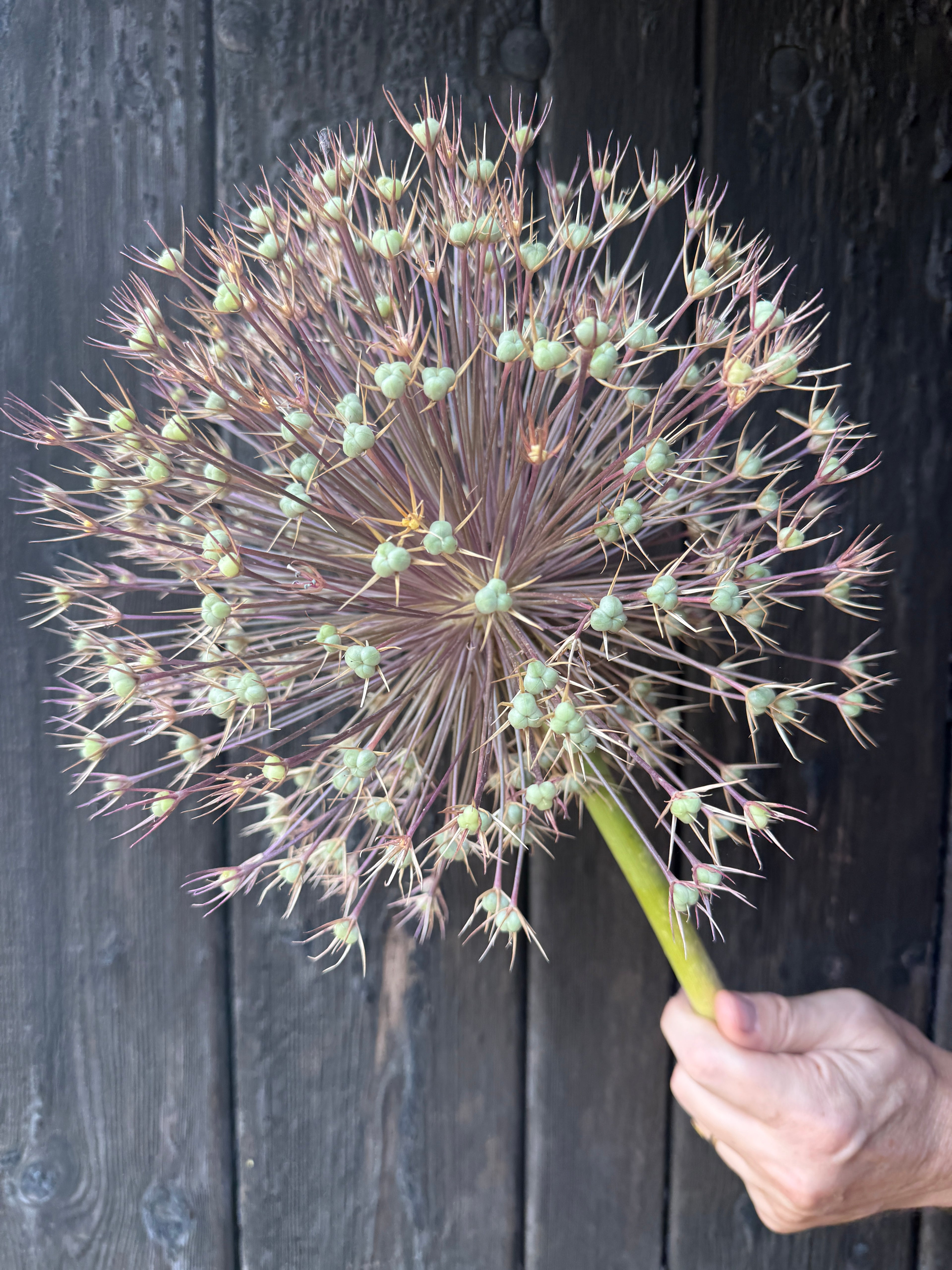 Allium Short Stem (Giant) | Norfolk Statement Head 25cm