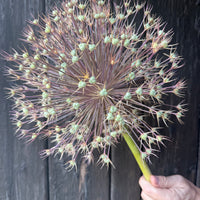 Allium (Giant)