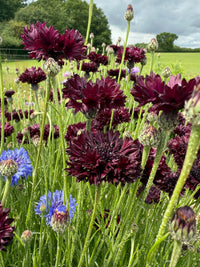 Cornflower Black Ball by Bishy Barnabees Cottage Garden Ltd features dark purple blooms on green stems, ideal for vibrant cut flower displays or adding cottage garden charm, set against a soft field backdrop.
