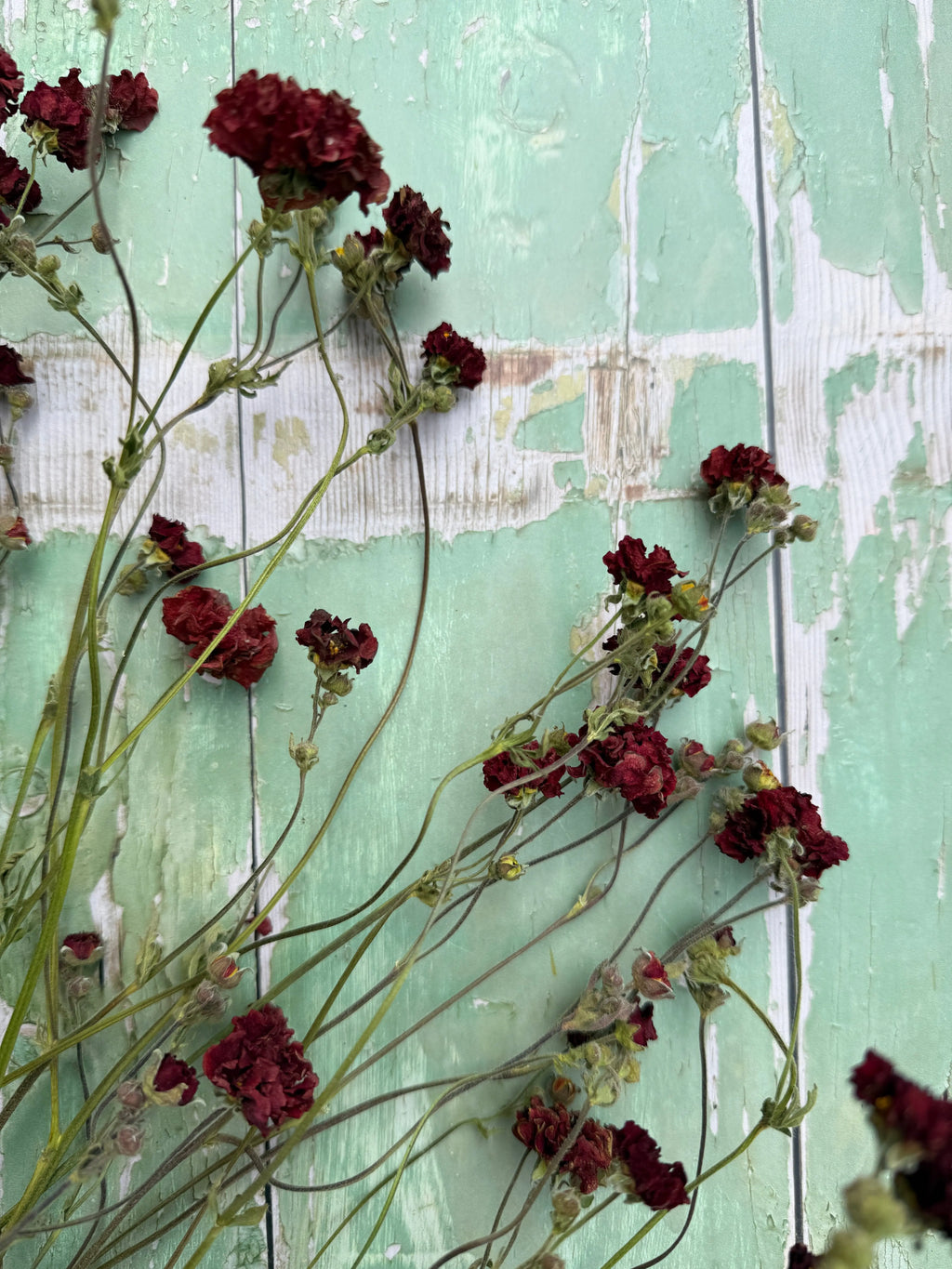 Geums Dried flowers from Bishy Barnabees Cottage Garden Ltd, featuring burgundy blooms and avens seed clusters on thin green stems, are arranged against a distressed mint green wooden background with peeling paint.