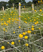 Craspedia Drumstick flowers from Bishy Barnabees Cottage Garden grow through white netting in a garden, with green stems and other wildflowers nearby, wooden posts, and trees under a partly cloudy sky.