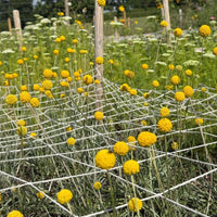 Craspedia Drumstick flowers from Bishy Barnabees Cottage Garden grow through white netting in a garden, with green stems and other wildflowers nearby, wooden posts, and trees under a partly cloudy sky.