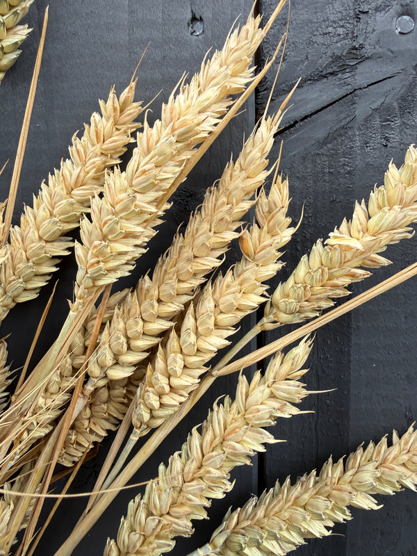 Dried Wheat Bunch | Norfolk Grown | 12 Stems