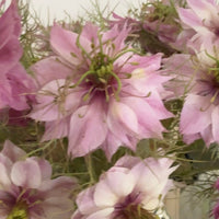 A close-up of Nigella Mulberry Rose (Love-in-a-mist) by Bishy Barnabees Cottage Garden shows pink and white flowers with feathery green leaves and burgundy-striped seed pods in a vase with a blue floral design, set against a soft, blurred background.