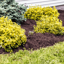 A garden bed with neatly mulched soil showcases bright yellow-green shrubs, a small evergreen tree, and lush grass in the foreground, using Dandy's Topsoil & Landscape Supplies' Compost Springmix Garden Mulch by the house’s exterior wall.