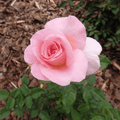 Topsoil Bloom & Root® Rose Blend