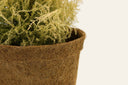 28cm Coir Plant Pots – 100% Biodegradable & Peat-Free
